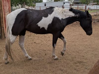 4 yo. Paint Quarter Gelding