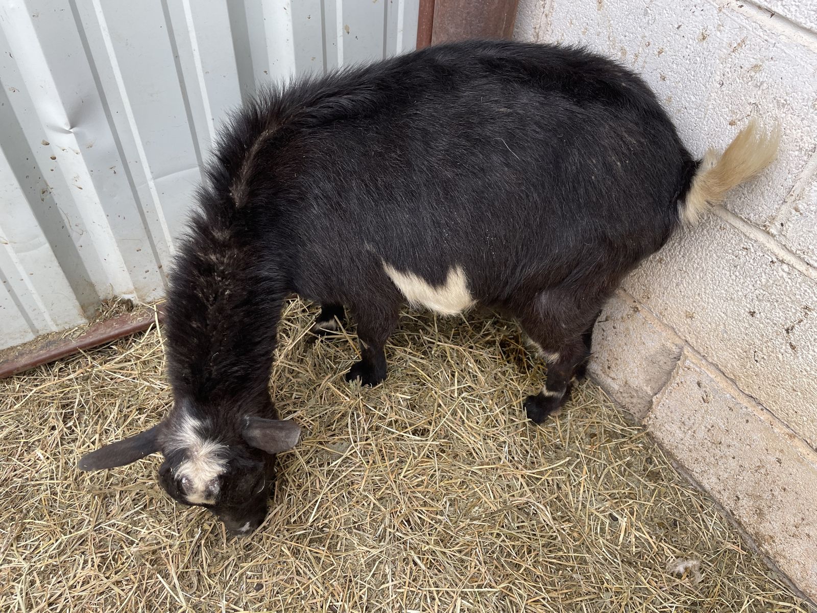 Nigerian dwarf doe