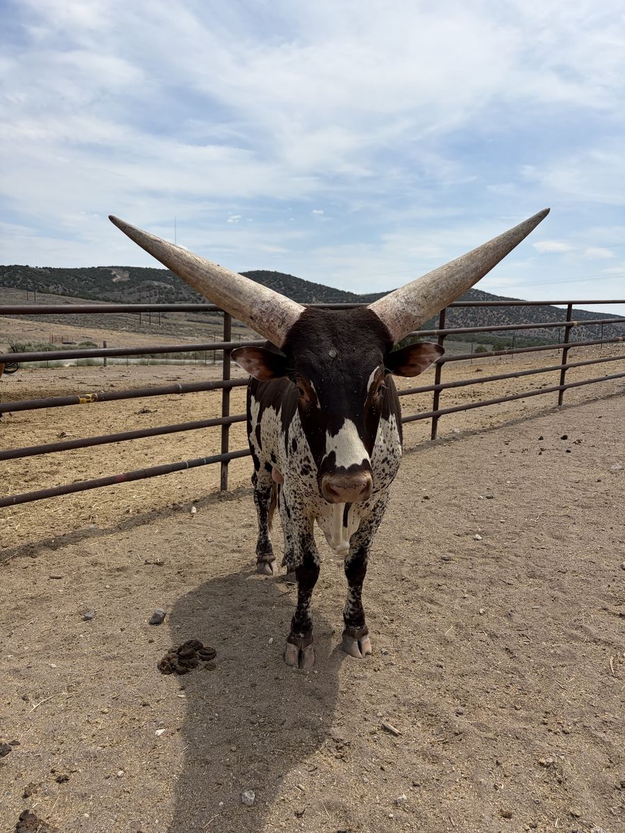 Watusi bull Gentle Gentle 