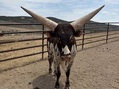 Watusi bull Gentle Gentle