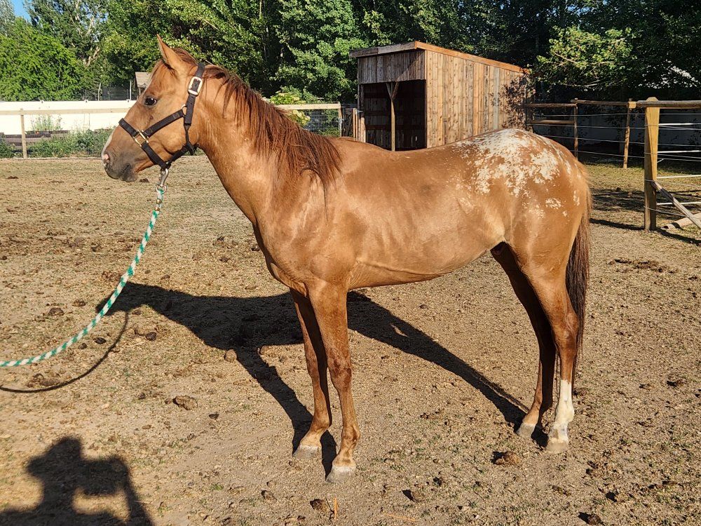 3 yr Old Grade Bay Blanket Appaloosa Colt