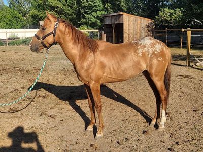 3 yr Old Grade Bay Blanket Appaloosa Colt