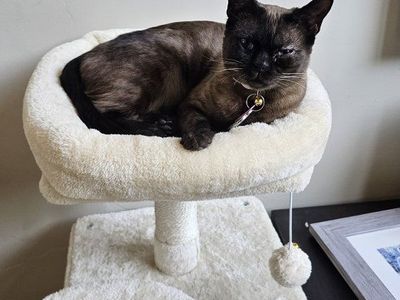Bengal Cat for Sale