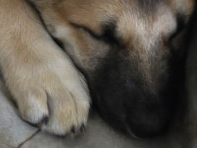 1 female puppy left born May4th