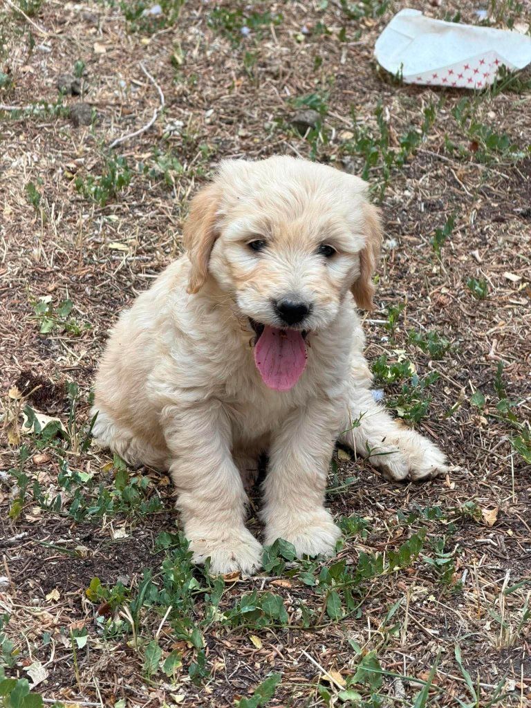 F1 Goldendoodle Puppies