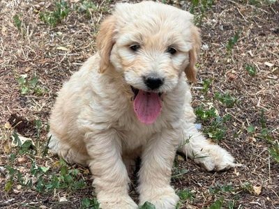 F1 Goldendoodle Puppies