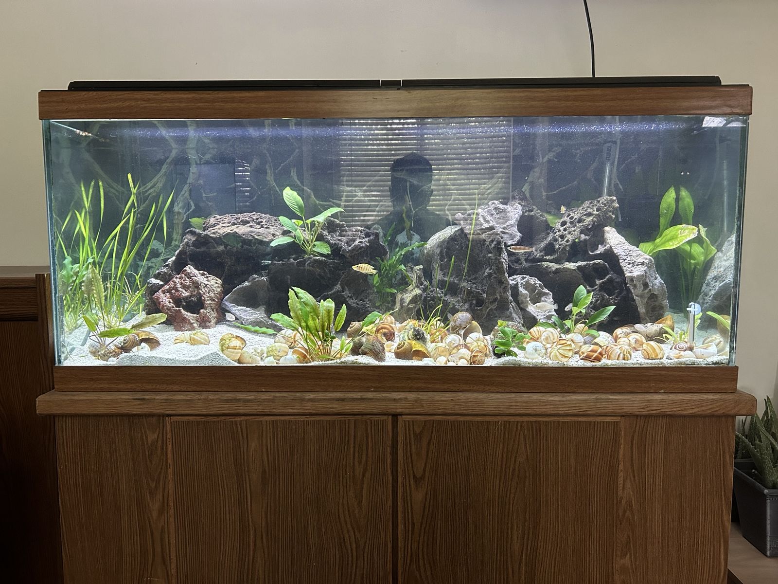 75 Gallon Tanganyikan Aquarium Fish Tank stocked