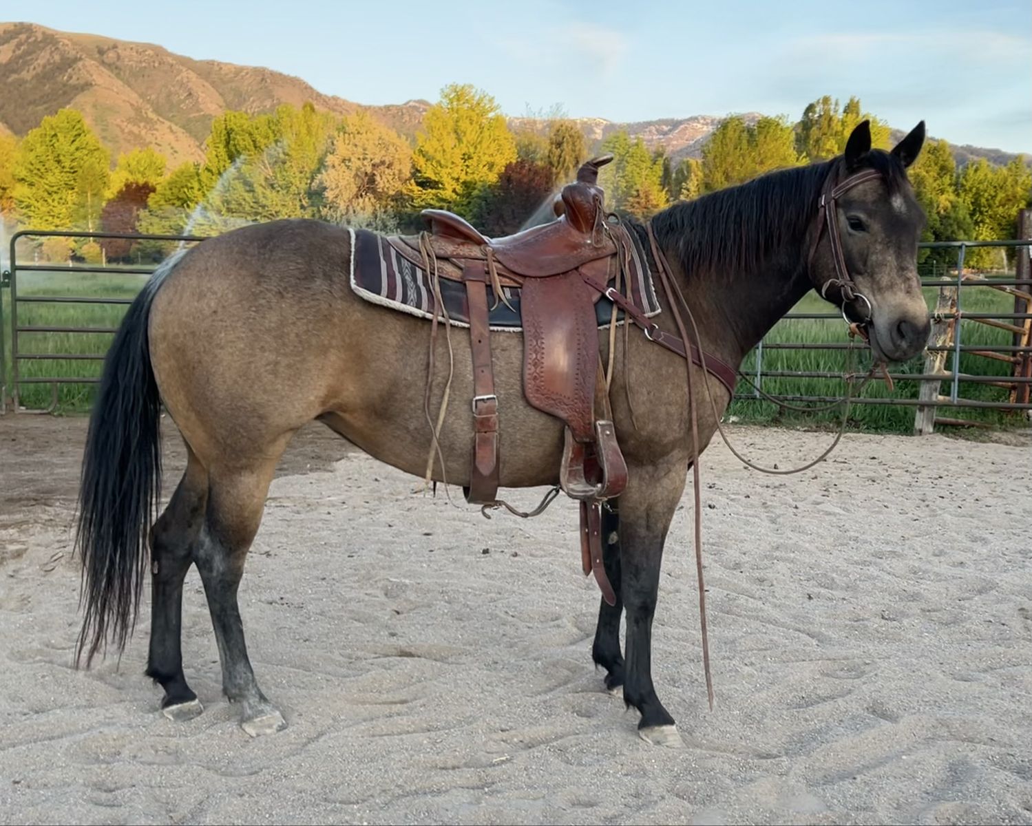 11yr Old AQHA Horse