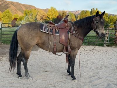 11yr Old AQHA Horse