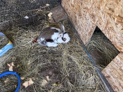 Adorable Lionhead Bunny - Brown & White Spotted, Ready for a New Home