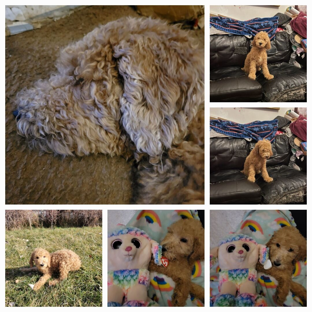 Standard poodle puppies