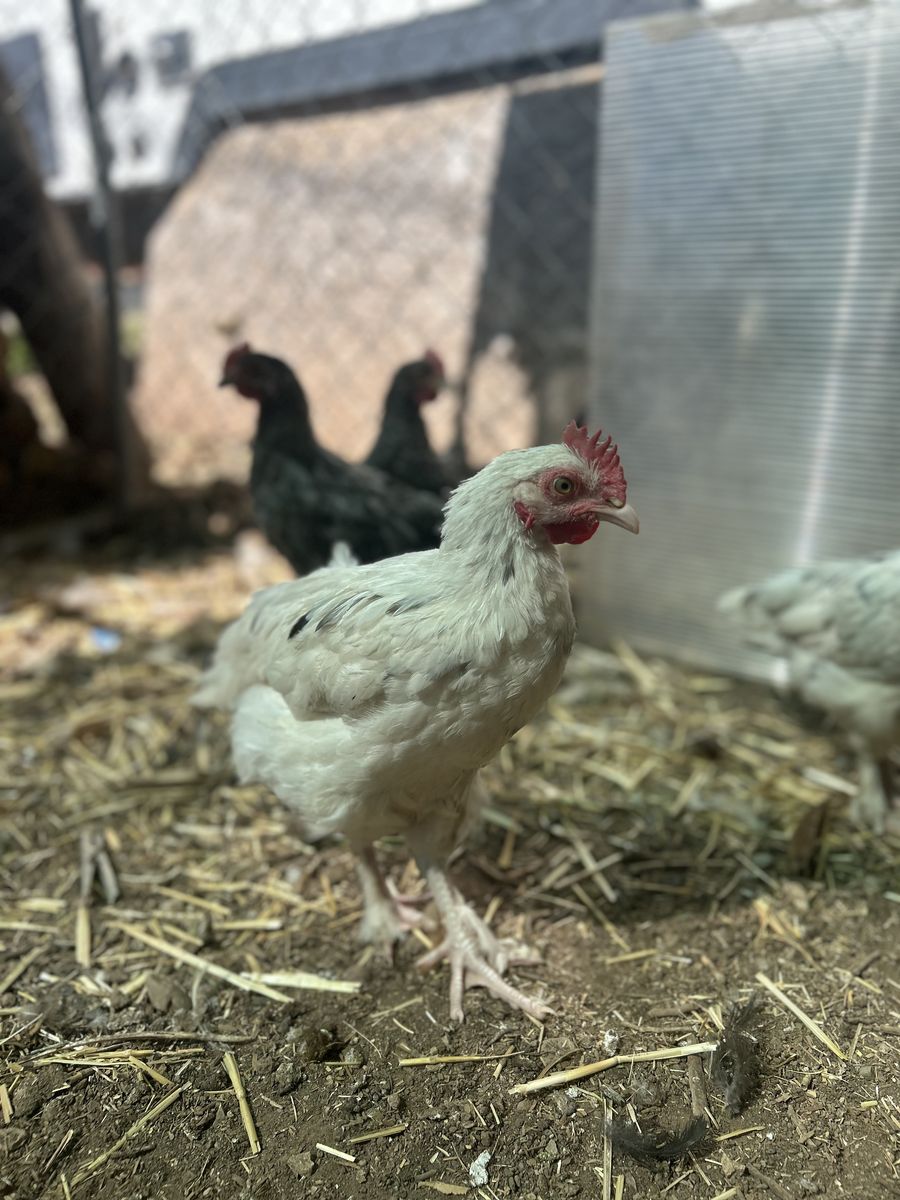 Splash maran rooster