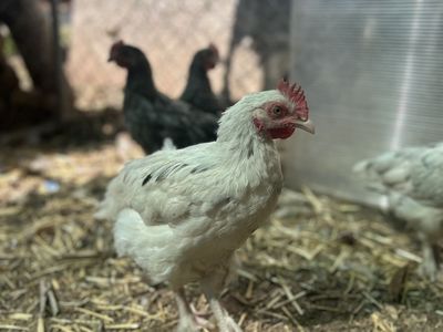 Splash maran rooster