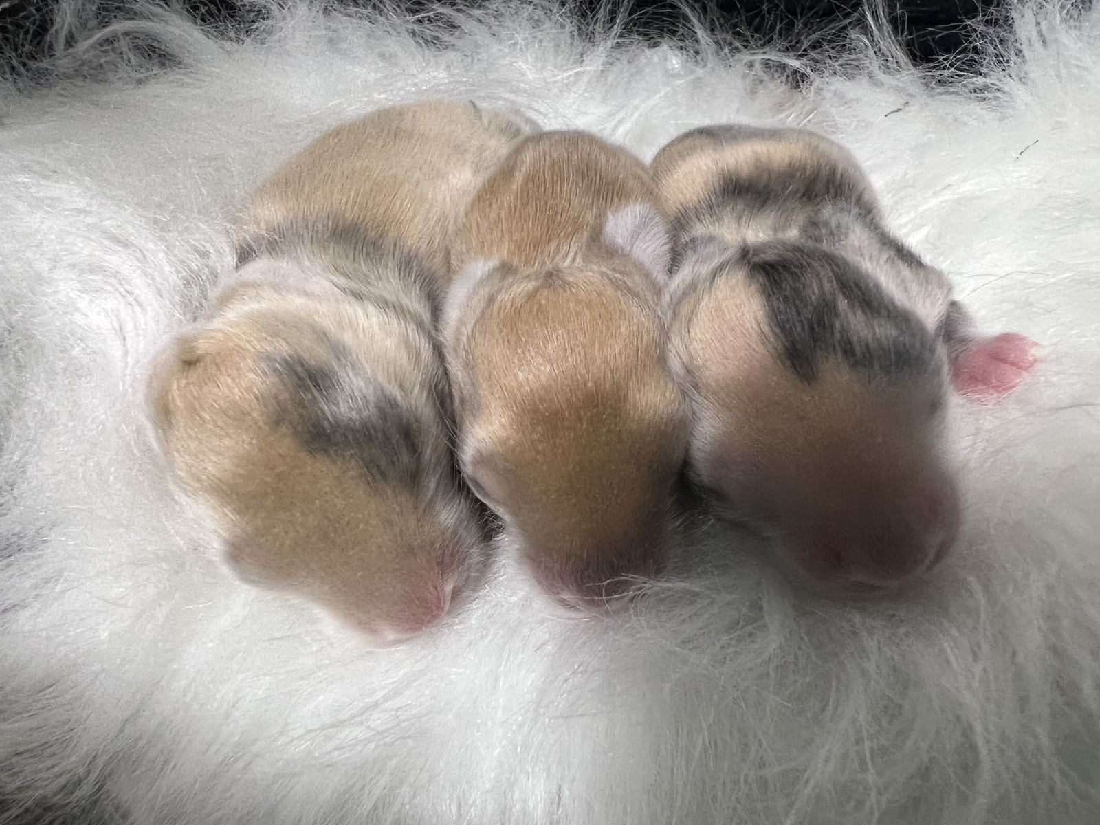 Reserve your English Angora baby now!! Full face lines 