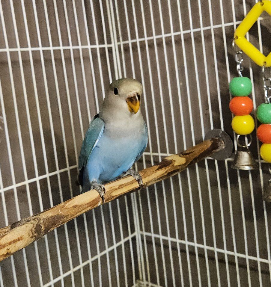 Beautiful Baby Lovebird