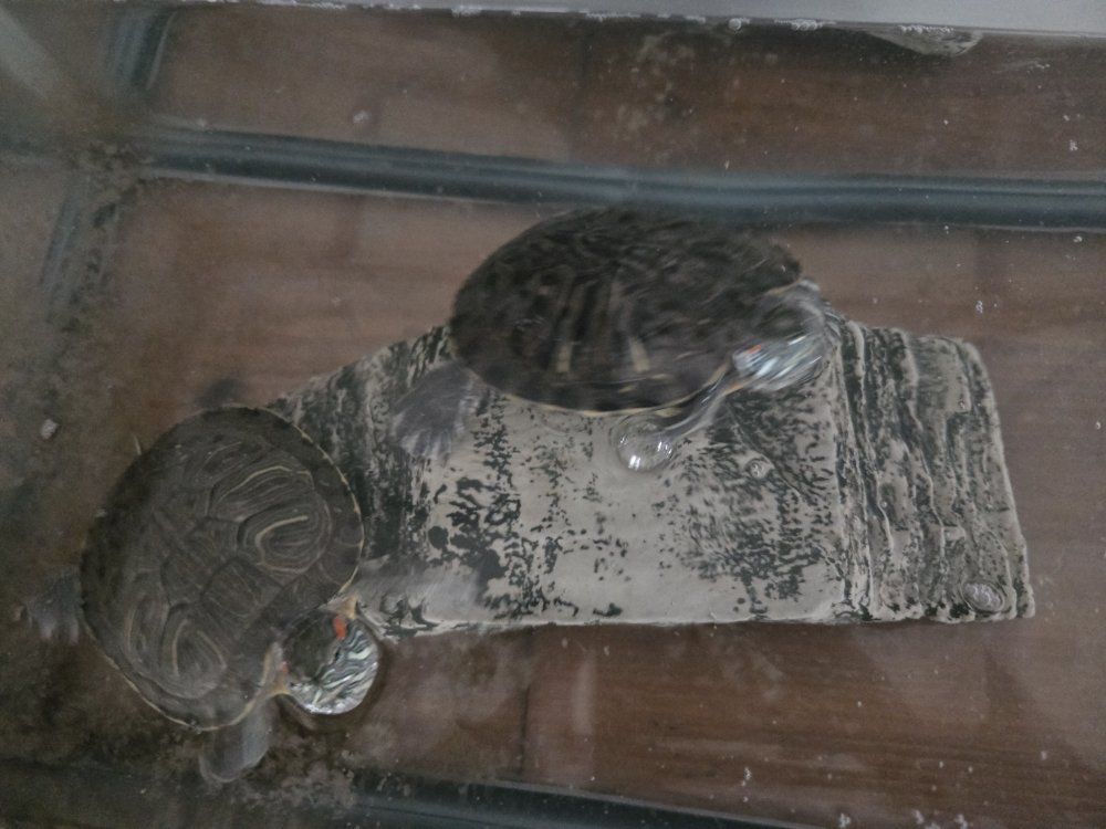 red eared slider turtles