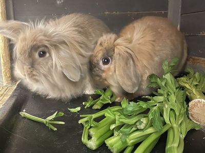 Lion head Bunny’s