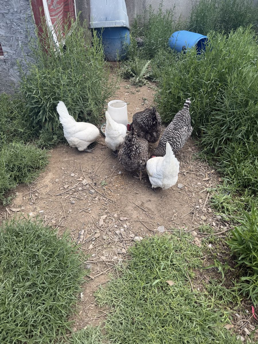 6 Laying Hens -3 Plymouth Barred Rock, 3 White Leghorn. Great Egg Layers