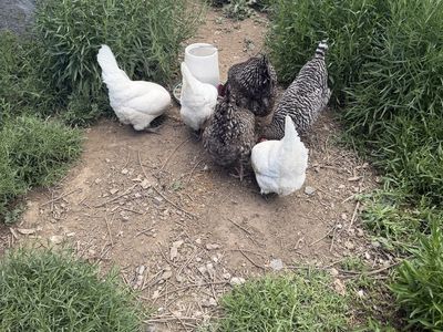 6 Laying Hens -3 Plymouth Barred Rock, 3 White Leghorn. Great Egg Layers