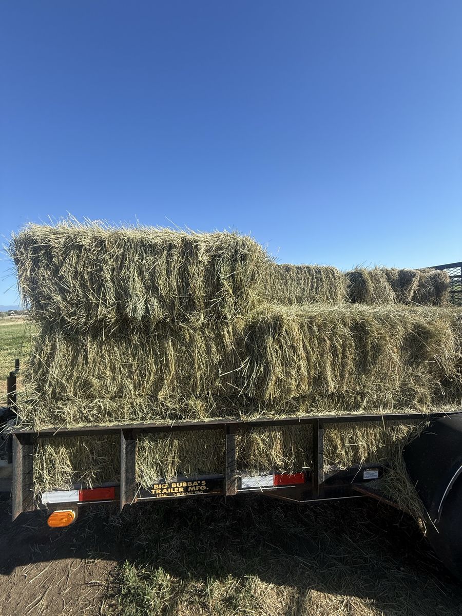 Grass hay