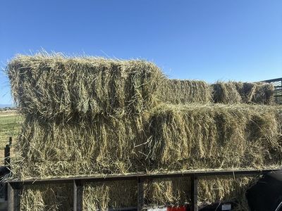 Grass hay
