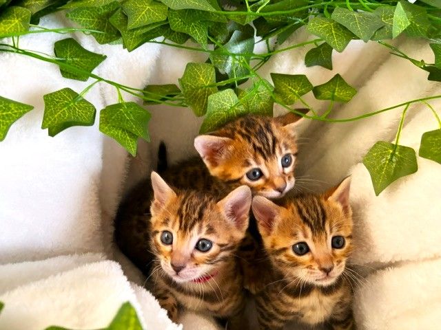 Purebread Bengal Kittens