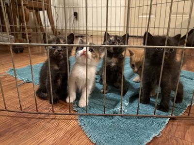 Kittens For sale