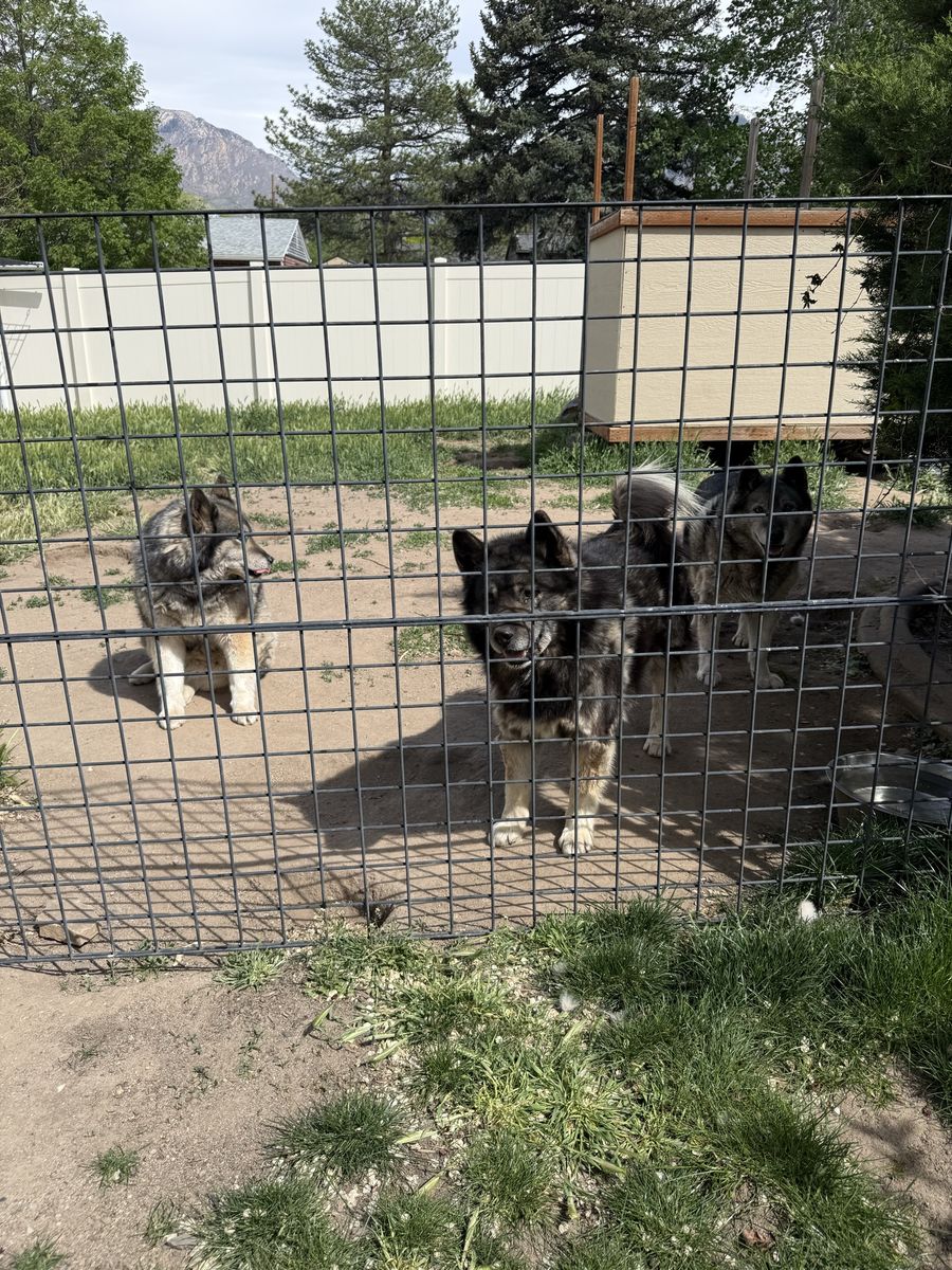 Three dogs need a good home