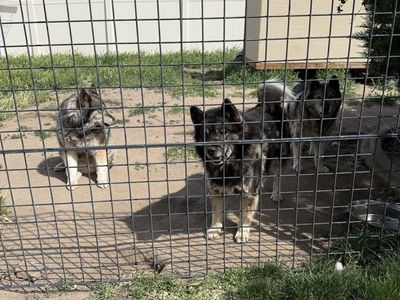 Three dogs need a good home