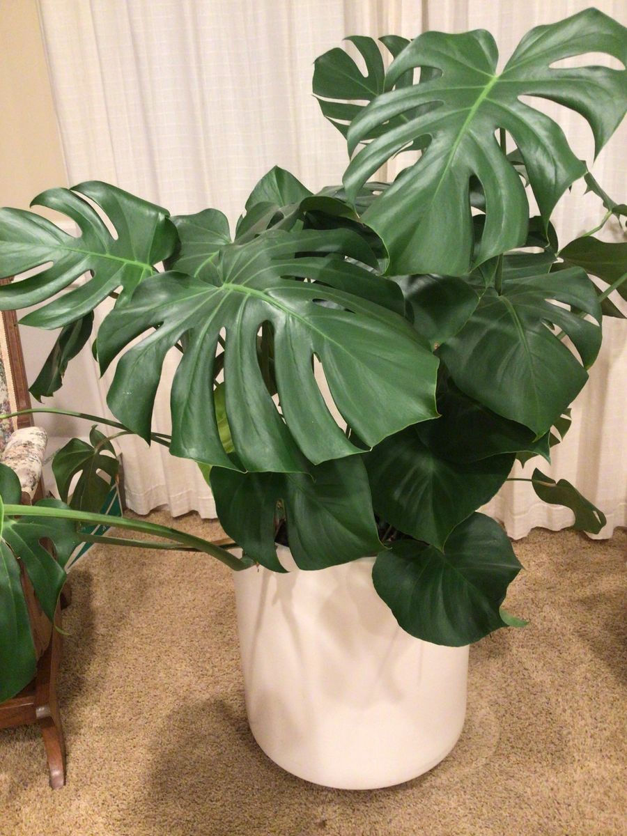 MONSTERA house plant large and beautiful