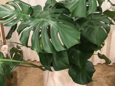 MONSTERA house plant large and beautiful