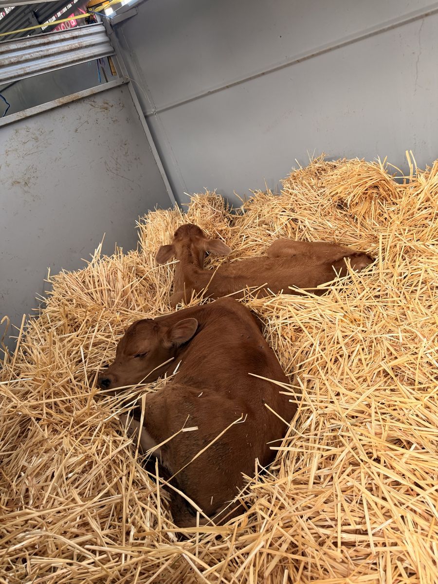 Jersey Calf 