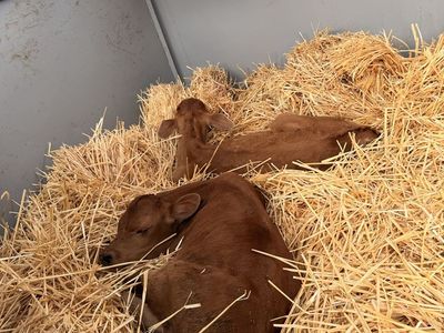 Jersey Calf