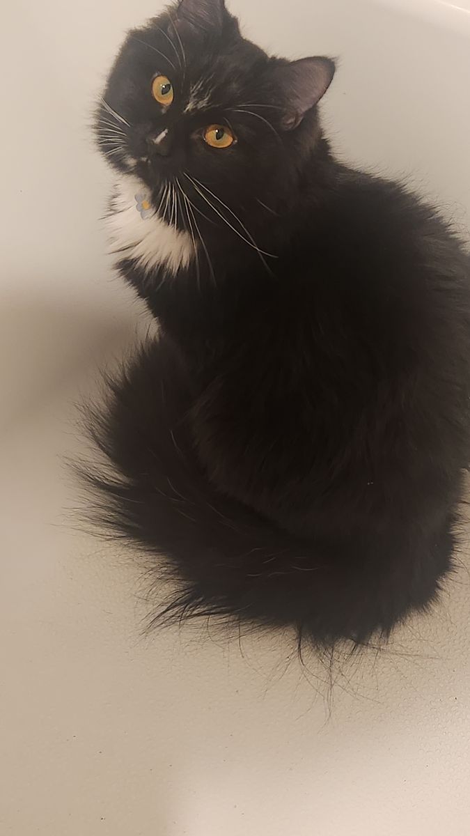 Sweet fluffy female tuxedo kitten