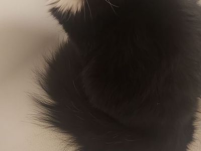 Sweet fluffy female tuxedo kitten