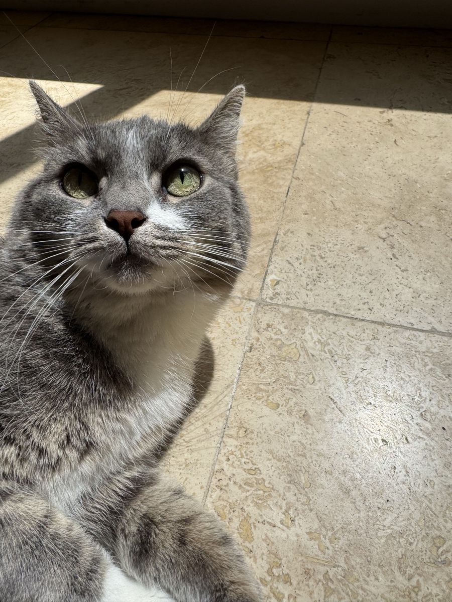 Beautiful Grey Tabby Cat