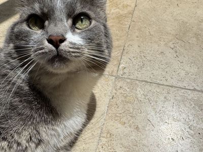 Beautiful Grey Tabby Cat