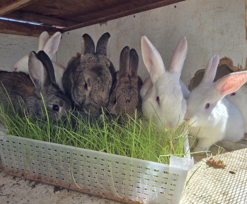 Flemish Giant Rabbits