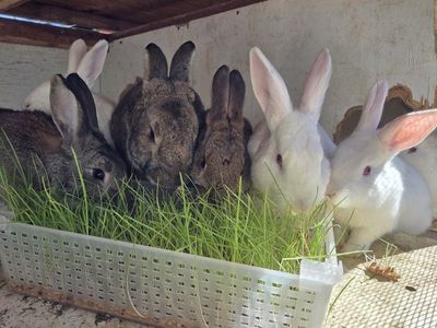 Flemish Giant Rabbits