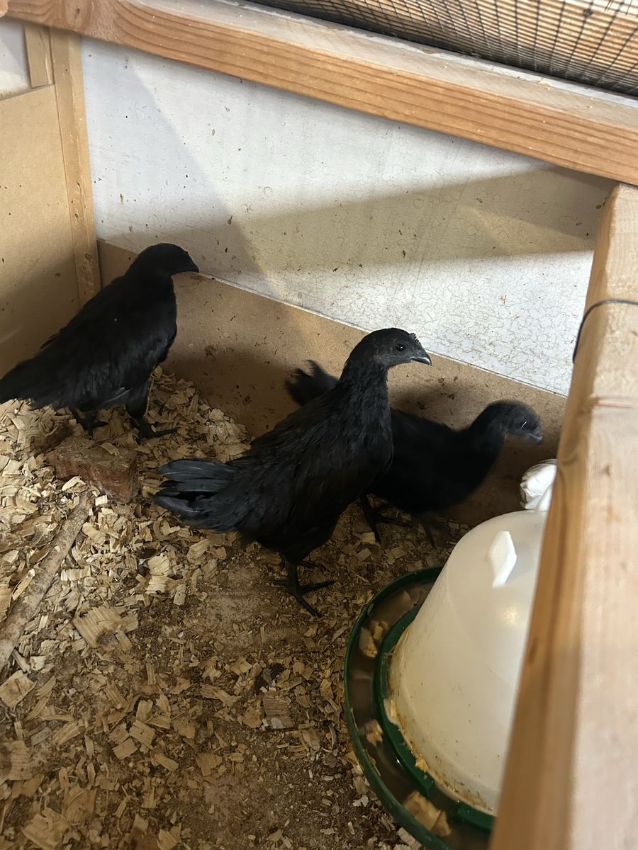 Ayam Cemani pullets