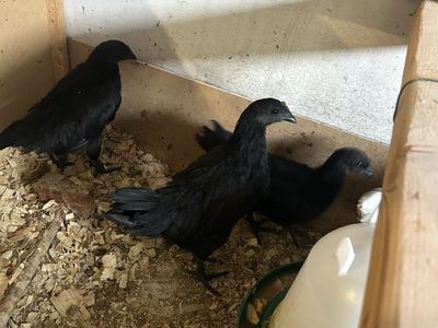 Ayam Cemani pullets