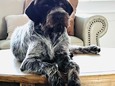 German Short Hair (GSP) & Griffon Puppies
