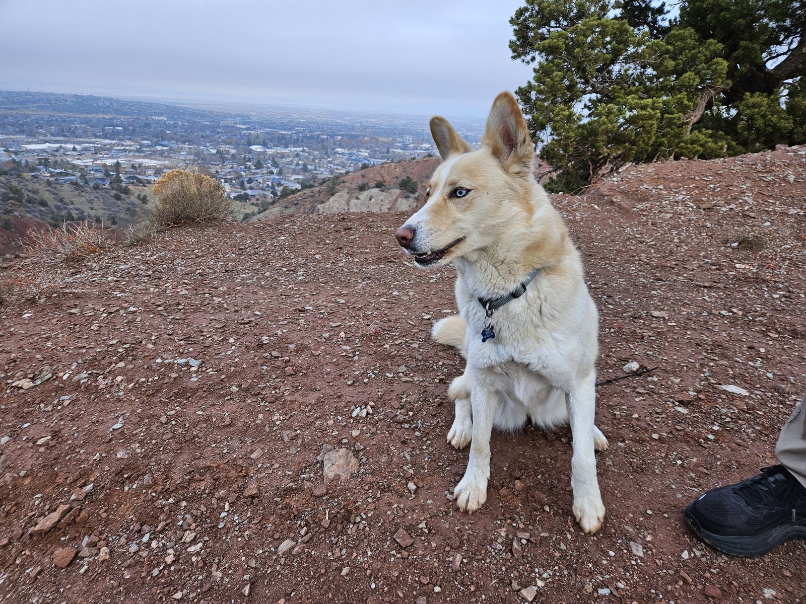 Meet Kora, Australian Shepherd-Husky mix