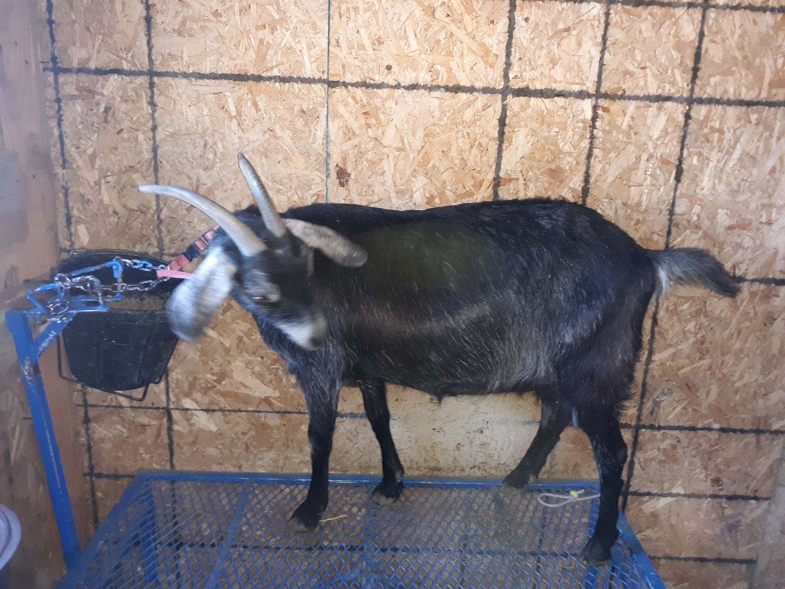 Alpine / Nubian mix Dairy Milk Goat with 2 doelings $550