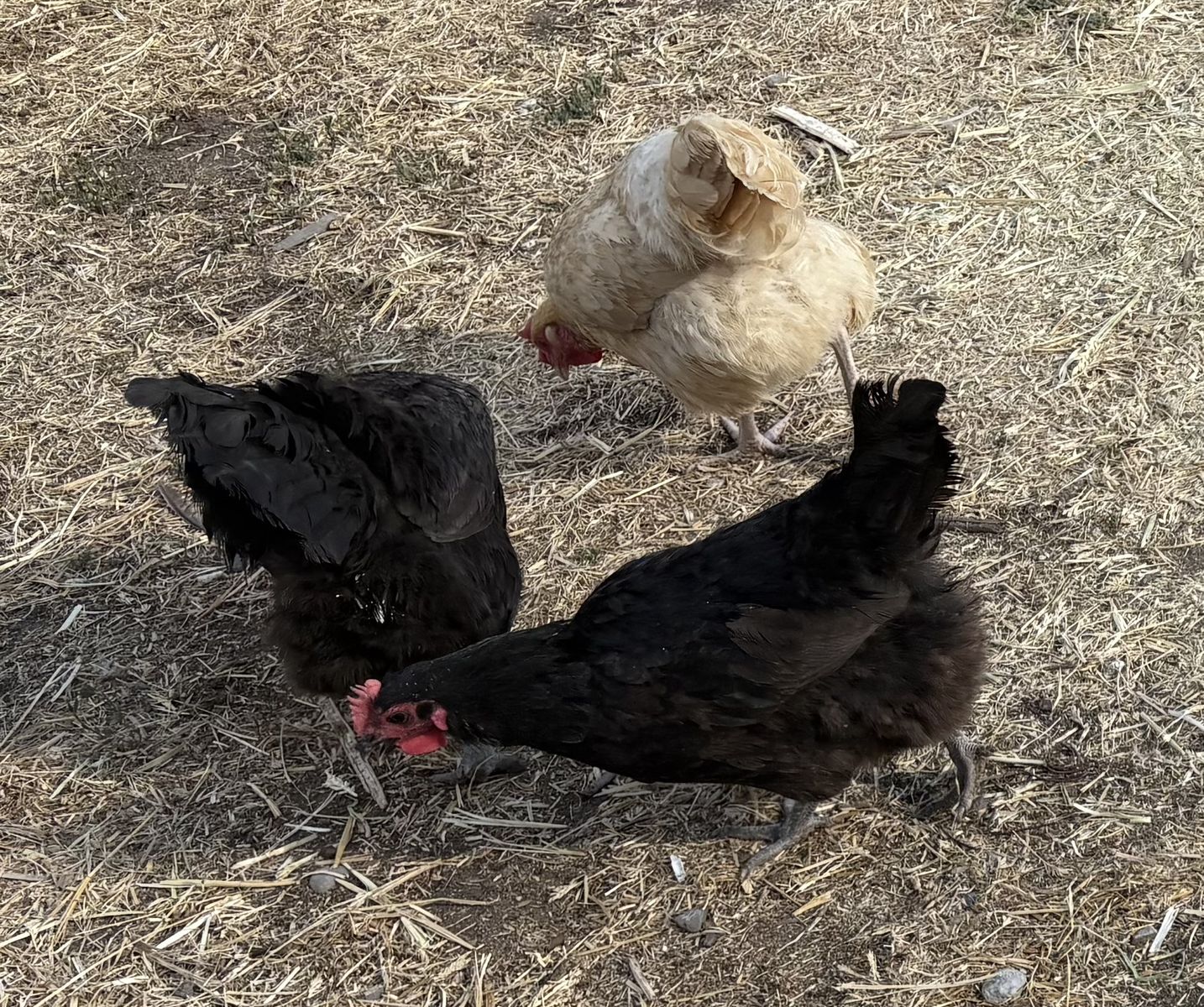 15 month old laying hens