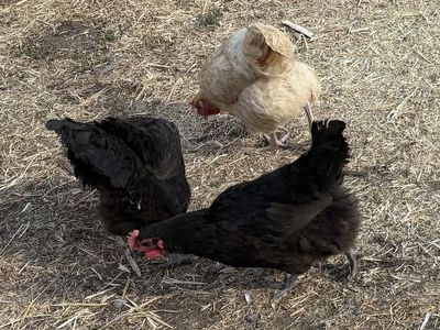 15 month old laying hens