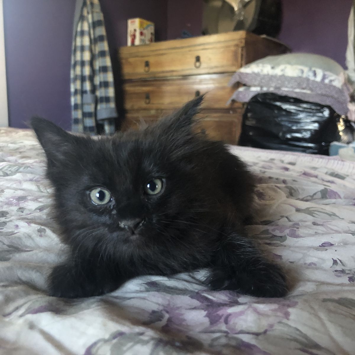 Persian polydactyl cat