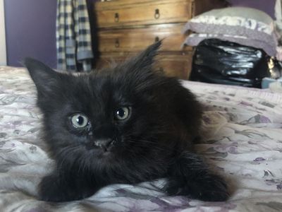 Persian polydactyl cat