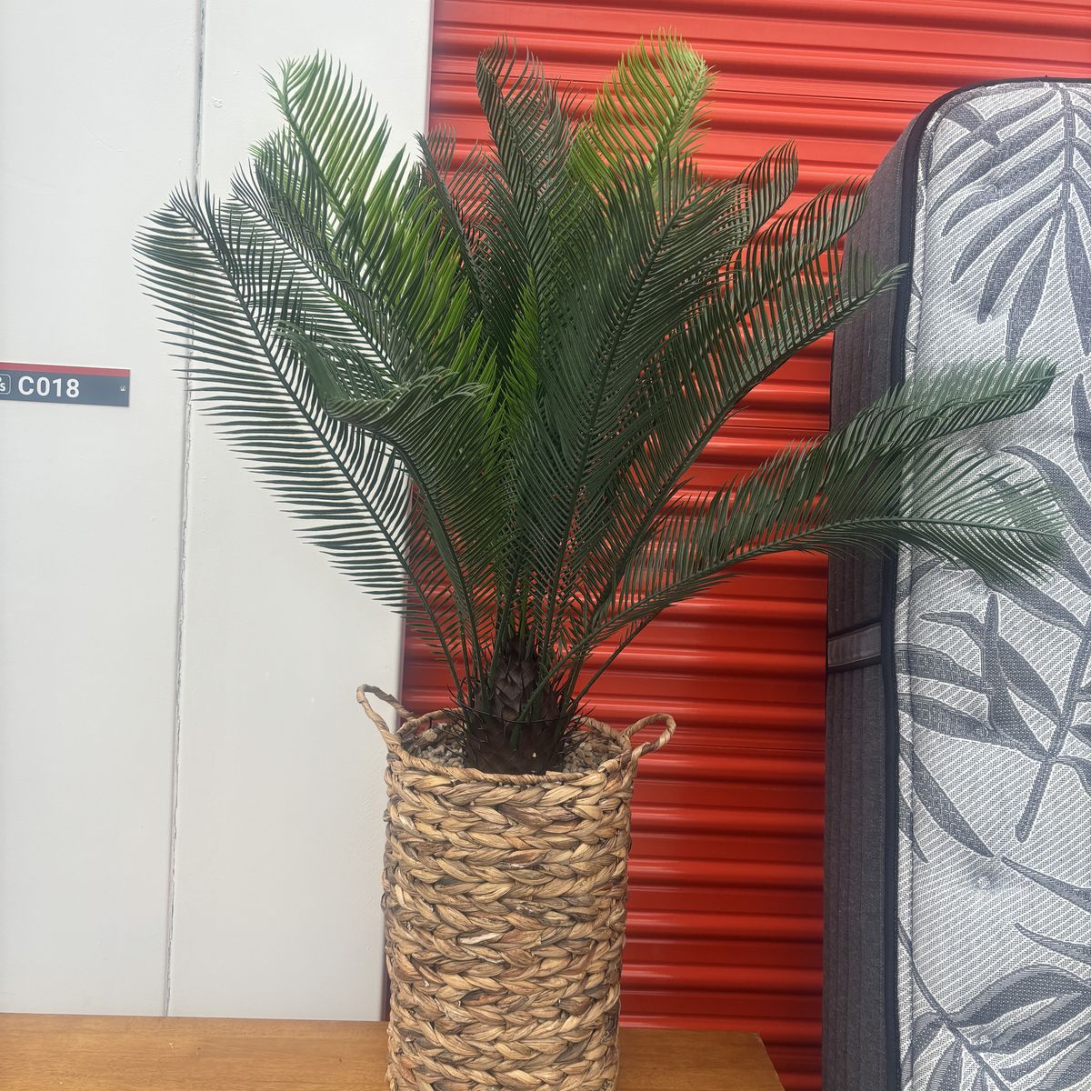 Palm tree plant