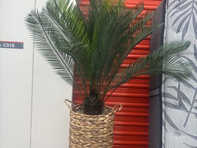 Palm tree plant